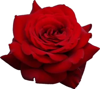 Flowers by sononicola whatsapp stickers