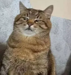 🤔 gato, animal, animal de estimação, mamífero, gato doméstico, gato malhado telegram sticker