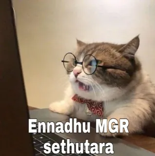 🤣 Ennadhu MGR sethutara gato, computador, meme, engraçado, animal telegram sticker