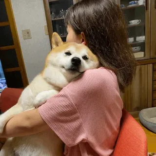 🐕 perro, shiba inu, animal, mascota, animal doméstico, mamífero, animal de compañía whatsapp sticker