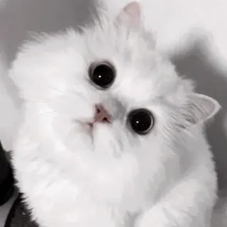 ❤️ 猫, 可爱, 动物, 宠物, 白色, 毛茸茸, 大眼睛 telegram sticker