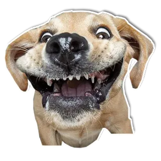 🙂 chien, drôle, animal, animal de compagnie, dents, sourire telegram sticker