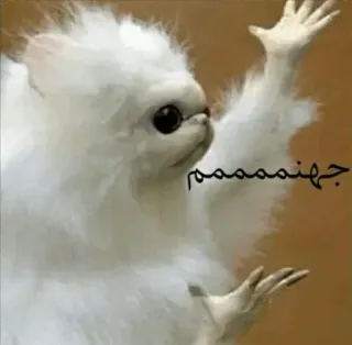 😑 جهنمممممم ミーム, 動物, アラビア語, 白, 面白い telegram sticker