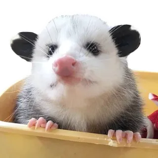 🤩 Opossum, Tier, Säugetier, niedlich, Wildtier, Haustier, Beuteltier whatsapp sticker
