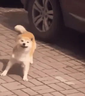 🐕 chien, animal, shiba inu, mignon, animal de compagnie, joyeux whatsapp sticker
