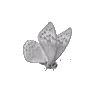 🦋