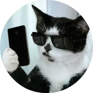 📞 chat, animal, lunettes de soleil, téléphone, selfie, cool telegram sticker