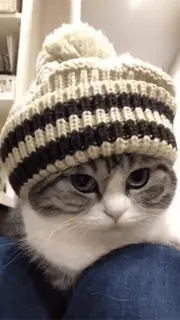 ๐ kucing, lucu, musim dingin, topi, hewan telegram sticker