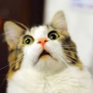 😨 gato, animal, animal de estimação, meme, chocado, assustado, surpreso whatsapp sticker