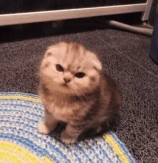 🍥 gato, gatinho, fofo, animal de estimação, animal, scottish fold, pequeno telegram sticker