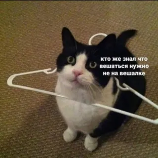 😐 кто же знал что вешаться нужно не на вешалке แมว, ไม้แขวนเสื้อ, สัตว์, มีม, ตลก whatsapp sticker