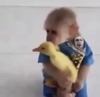 🤱 bebé, patito, niño, animal, amarillo, lindo telegram sticker