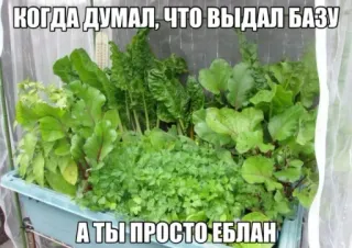 🙊 КОГДА ДУМАЛ, ЧТО ВЫДАЛ БАЗУ
А ТЫ ПРОСТО ЕБЛАН offensant, russe, jardin, légumes, argot telegram sticker
