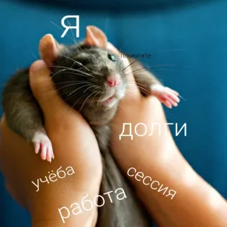 😵 Я
помогите
ДОЛГИ
учёба
работа
сессия rat, mème, stress, aide, problèmes telegram sticker