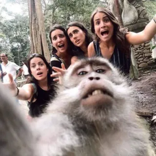🐒 singe, selfie, femmes, animaux, faune, primate, drôle telegram sticker
