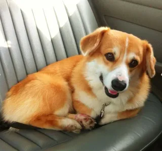 🚗 anjing, corgi, hewan peliharaan, hewan, lucu, binatang peliharaan telegram sticker