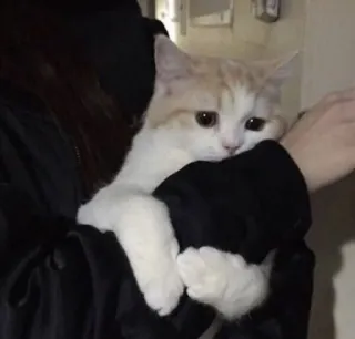 😔 gatto, animale domestico, animale, gatto domestico, carino telegram sticker