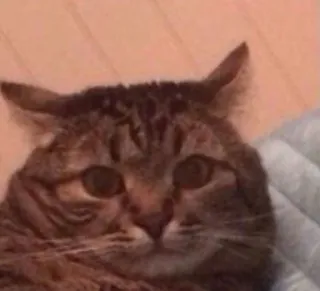 😐 Katze, Katzenartig, Haustier, Haustier telegram sticker
