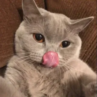 😋 猫, ペット, 動物, かわいい, 舌, 家猫 telegram sticker