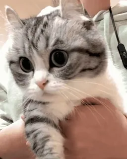 😸Kitten 2 گوربه😸 @SharedNewFolder telegram stickers