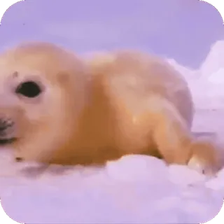 🥰 foca, animal, mamífero, vida selvagem, gelo, ártico, fofo whatsapp sticker