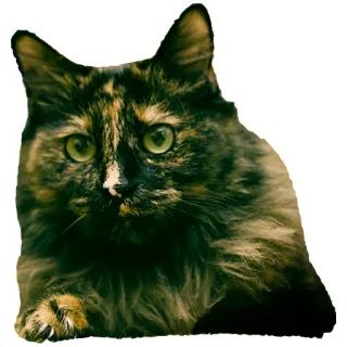 😼 kot, szylkretowy, zwierzę domowe, zwierzę, słodki, koci telegram sticker
