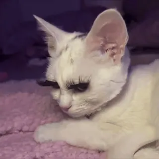 😘 gato, cílios, animal, animal de estimação, gato branco, fofo, engraçado whatsapp sticker