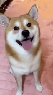 ❤️ 犬, 柴犬, かわいい, 動物, ペット, ステッカー telegram sticker