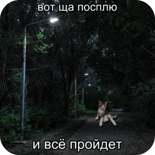 🙁 вот ща посплю 
и всё пройдет cat, sleep, tired, meme whatsapp sticker