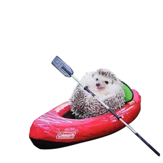 😺 Coleman erizo, kayak, remo, animal, lindo, agua, aire libre telegram sticker