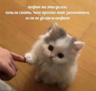 🤍 пофик на эти долги,
пошли спать, чего просто так загоняться, если не делаем нифига gato, gatinho, sono, preguiçoso, fofo telegram sticker
