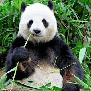✨ Panda, Tier, Wildtier, Bambus, Natur, Säugetier telegram sticker