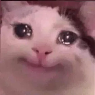😩 猫, ミーム, 泣く, 悲しい, 感情的 telegram sticker