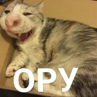 🤣 ОРУ 고양이, 웃긴, 밈, 동물, 애완 동물, 텍스트 telegram sticker