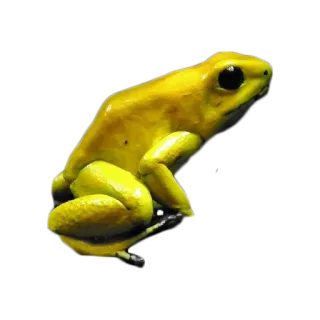 🐸 カエル, 黄色, 動物, 野生動物, 両生類, ヤドクガエル telegram sticker