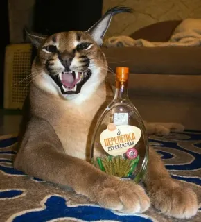 🍷 ПЕРЕПЕЛКА ДЕРЕВЕНСКАЯ cat, alcohol, vodka, animal, funny, drink telegram sticker