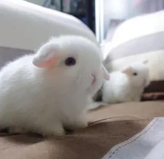 🌟 bunny, rabbit, white rabbit, animal, pet, cute, fluffy whatsapp sticker