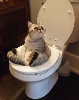 🛀 cat, toilet, funny, animal, bathroom, cute telegram sticker