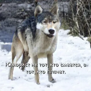 😭 Юморист не тот, кто смеется, а тот, кто плачет. หมาป่า, หิมะ, สัตว์, ตลก, เศร้า, คำคม telegram sticker