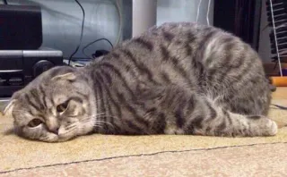😞 cat, animal, pet, domestic animal, mammal, feline, laying down, sleepy telegram sticker