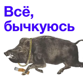✊ Всё, бычкуюсь jabalí, cigarrillo, cadena de oro, animal, ruso, enojado telegram sticker