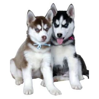 🥸 Husky, anjing, anak anjing, lucu, hewan telegram sticker