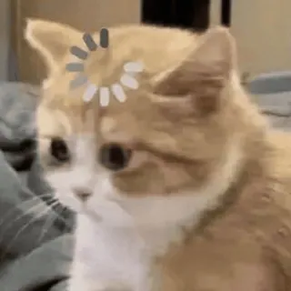 😵💫 chat, chargement, internet, mème, drôle, animal whatsapp sticker