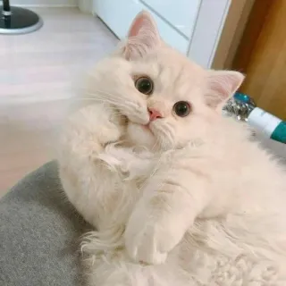 ✨ gato, gatinho, fofo, animal de estimação, animal, fofo telegram sticker