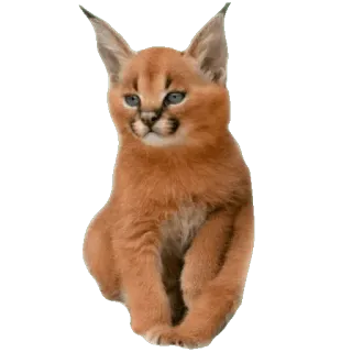 😀 каракал, кот, рысь, дикий кот, животное, кошачий, флоппа, большой флоппа telegram sticker