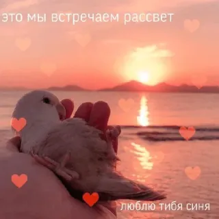 😘 это мы встречаем рассвет
люблю тибя сина พระอาทิตย์ตก, นก, ความรัก, รุ่งอรุณ, หัวใจ, ชายหาด, ทะเล, ความรักใคร่ telegram sticker
