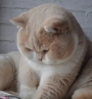 😞 mèo, động vật, thú cưng, vật nuôi, mèo telegram sticker