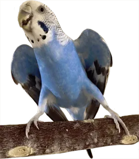 😯 bird, parakeet, pet, animal, budgie, blue telegram sticker