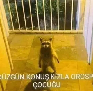 🌟 DÜZGÜN KONUŞ KIZLA OROSPU ÇOCUĞU raccoon, animal, offensive, insult, night whatsapp sticker
