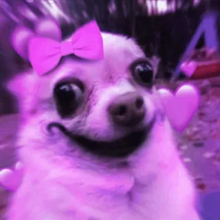 💟 dog, chihuahua, pet, animal, cute, hearts, bow telegram sticker